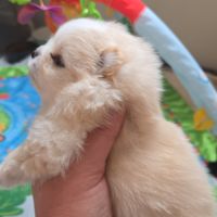 Spitz pomenarien lof #2