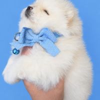 Spitz pomenarien lof