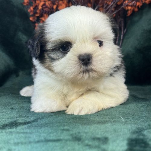Bonux, mâle shih tzu, lof #1