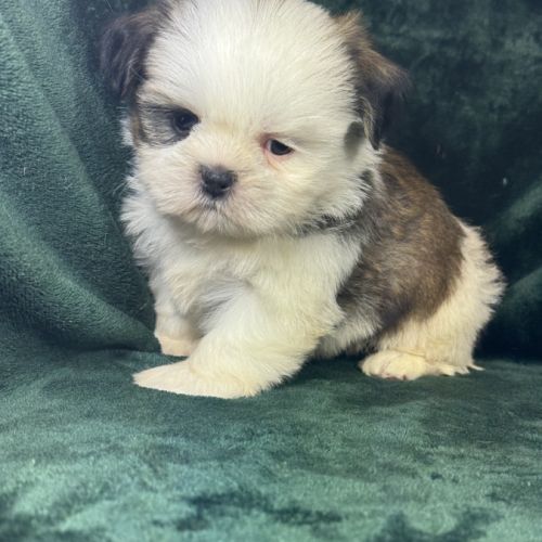 Bonux, mâle shih tzu, lof #2