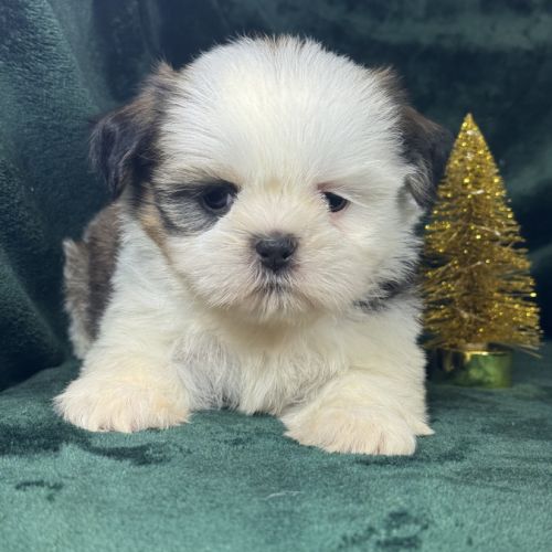Bonux, mâle shih tzu, lof #3