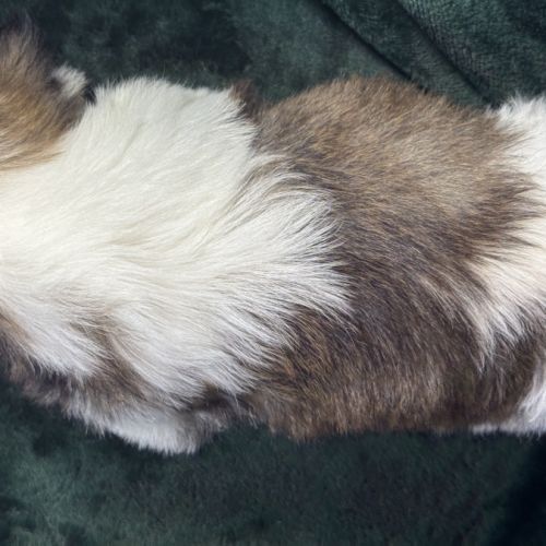 Bonux, mâle shih tzu, lof #5