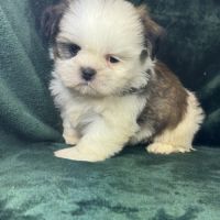Bonux, mâle shih tzu, lof #2