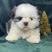 Bonux, mâle shih tzu, lof #3