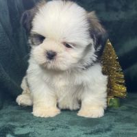 Bonux, mâle shih tzu, lof #0