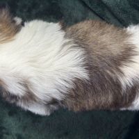 Bonux, mâle shih tzu, lof #5