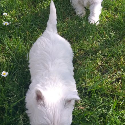 Magnifiques chiots type westie non lof