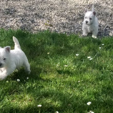 Magnifiques chiots type westie non lof #2