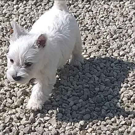 Magnifiques chiots type westie non lof #3