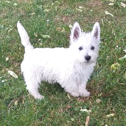Magnifiques chiots type westie non lof #4