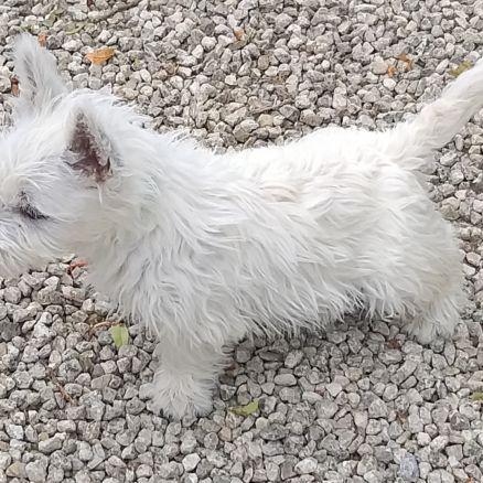 Magnifiques chiots type westie non lof #5