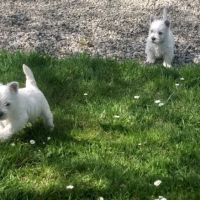 Magnifiques chiots type westie non lof #2