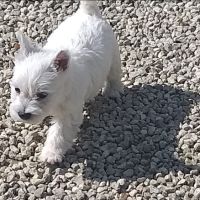 Magnifiques chiots type westie non lof #3