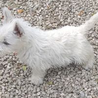Magnifiques chiots type westie non lof #5