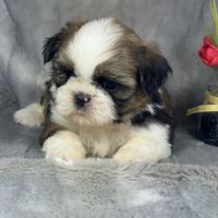 Bobby, mâle shih tzu , lof #1