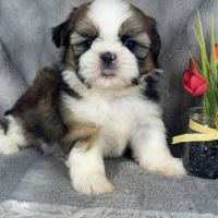 Bobby, mâle shih tzu , lof