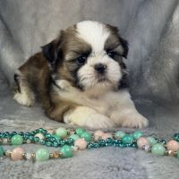 Bobby, mâle shih tzu , lof #3