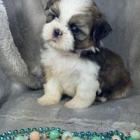 Bobby, mâle shih tzu , lof #4