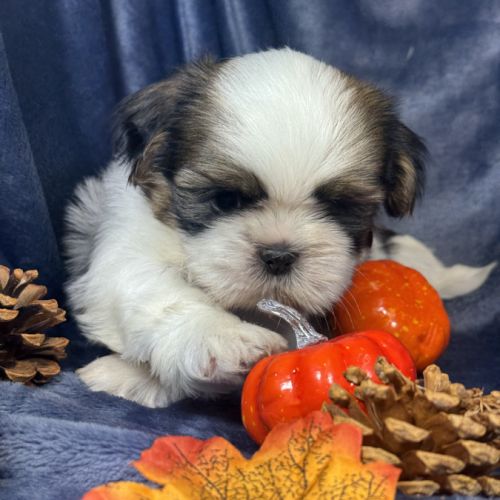 Babar, mâle shih tzu, lof #2