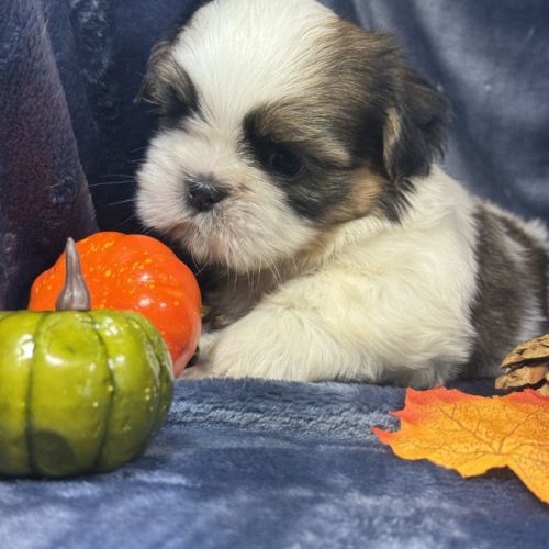 Babar, mâle shih tzu, lof #3