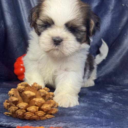 Babar, mâle shih tzu, lof