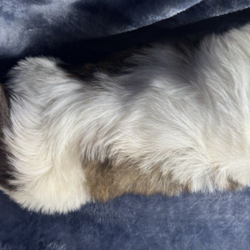 Babar, mâle shih tzu, lof #5
