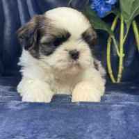 Babar, mâle shih tzu, lof #1
