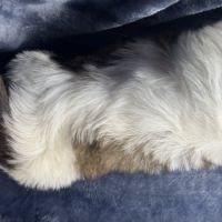 Babar, mâle shih tzu, lof #5