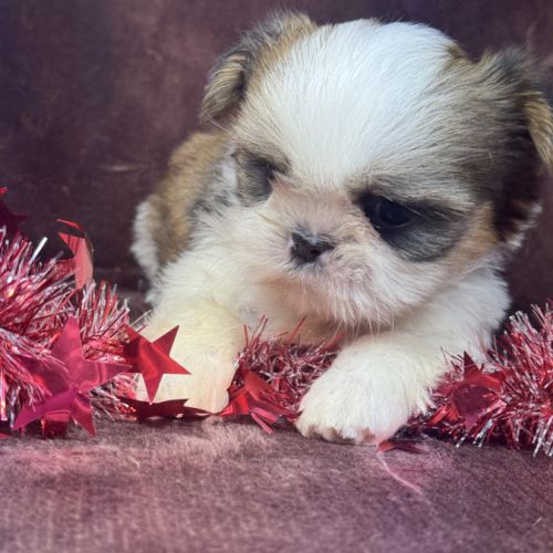 Bianca, femelle shih tzu , lof #1