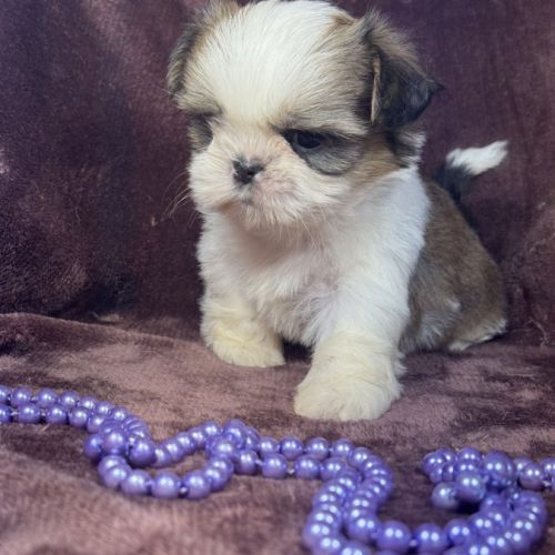 Bianca, femelle shih tzu , lof #3