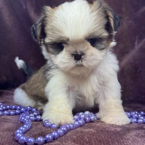 Bianca, femelle shih tzu , lof