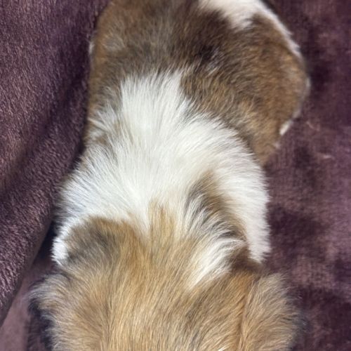 Bianca, femelle shih tzu , lof #5