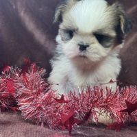 Bianca, femelle shih tzu , lof #2