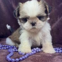Bianca, femelle shih tzu , lof