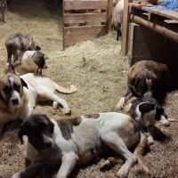 3 males transmontano #1