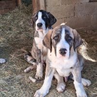 3 males transmontano