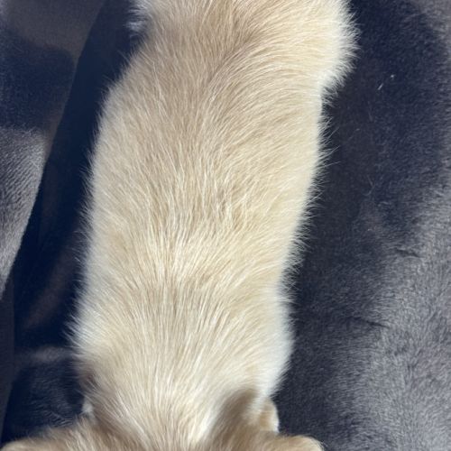 Romy, femelle kannischen teckel crème #5