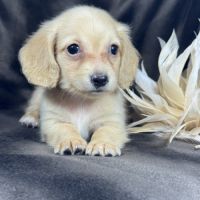 Romy, femelle kannischen teckel crème #1