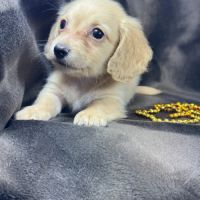 Romy, femelle kannischen teckel crème #4