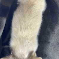 Romy, femelle kannischen teckel crème #5