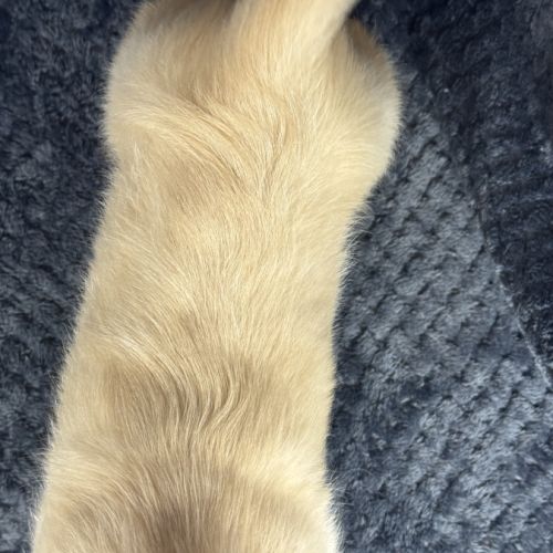 Suzie, femelle type  teckel naine crème #5