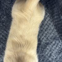 Suzie, femelle type  teckel naine crème #5