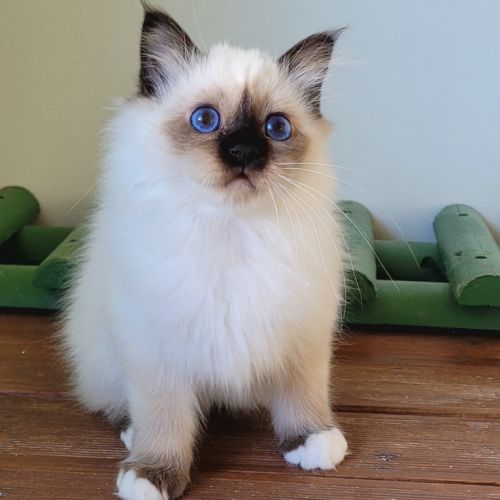 Magnifique sacré de birmanie #1