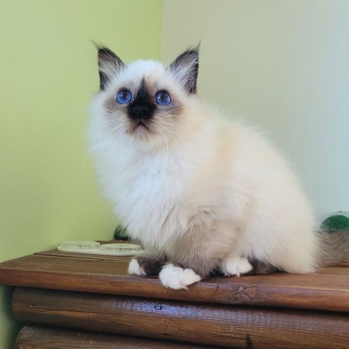 Magnifique sacré de birmanie