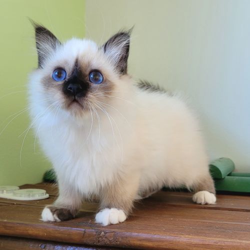 Magnifique sacré de birmanie #4