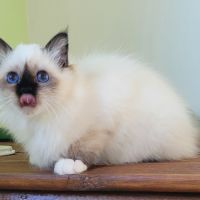 Magnifique sacré de birmanie #3