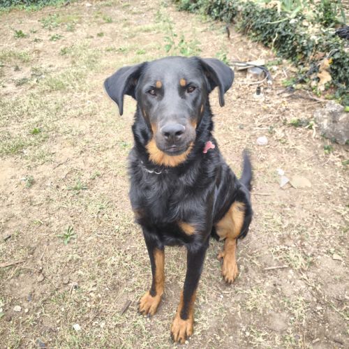 Blue, beauceron mâle de 2 ans