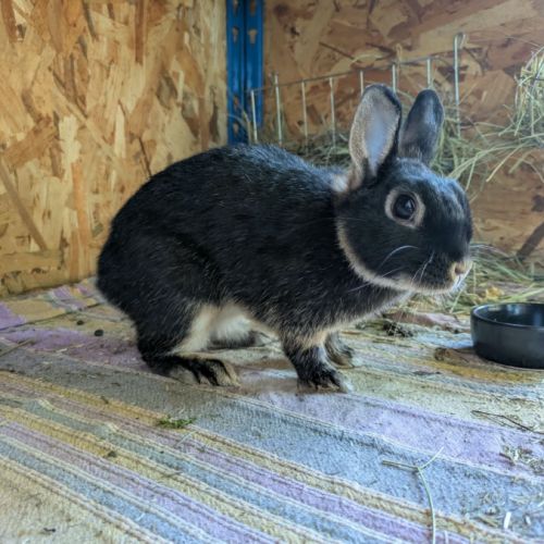 Nox - lapin nain mâle #1