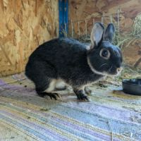 Nox - lapin nain mâle #1