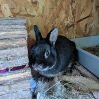 Nox - lapin nain mâle